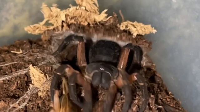 Liphistius Cf Ornatus Feeding. Trapdoor Spiders Are So Fast. Please See Pinned Comment.