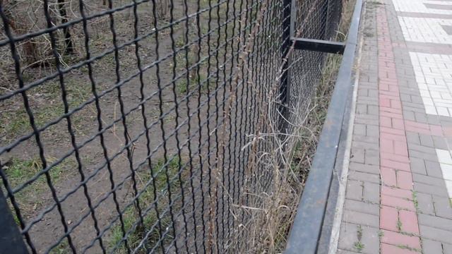 Пума в Тайгане смотреть онлайн