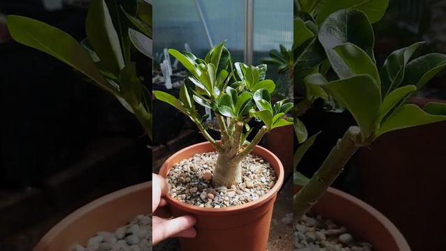 Adenium multiflorum 🌱 смотреть онлайн