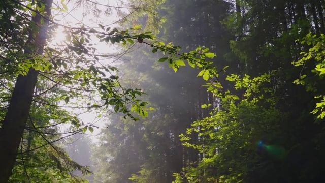 "Cinema Paradiso" Эннио Морриконе и магическая красота леса смотреть онлайн