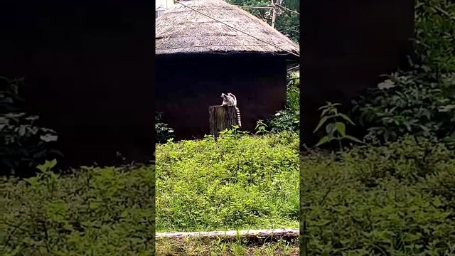 Lemury katta w Zoo Wrocław смотреть онлайн