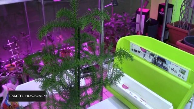 Комнатная ель / Араукария уход в домашних условиях смотреть онлайн