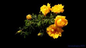 Лечебная музыка Моцарта ? Исцеление Основных Систем Организма.