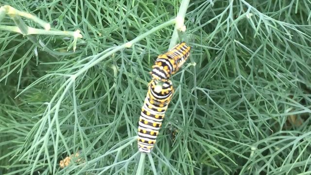 Gardeners’ Photo Album  | Daphne Richards | Central Texas Gardener