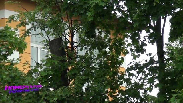 КРОНИРОВАНИЕ ТОПОЛЕЙ ВРЕД?! Камеру в руки! - выпуск от 17.10.2021 смотреть онлайн