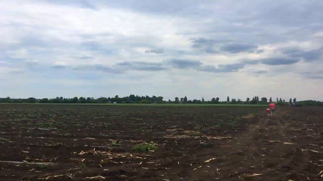 Подсолнечник ЛГ -5542 первый обзор 03.06.18 смотреть онлайн