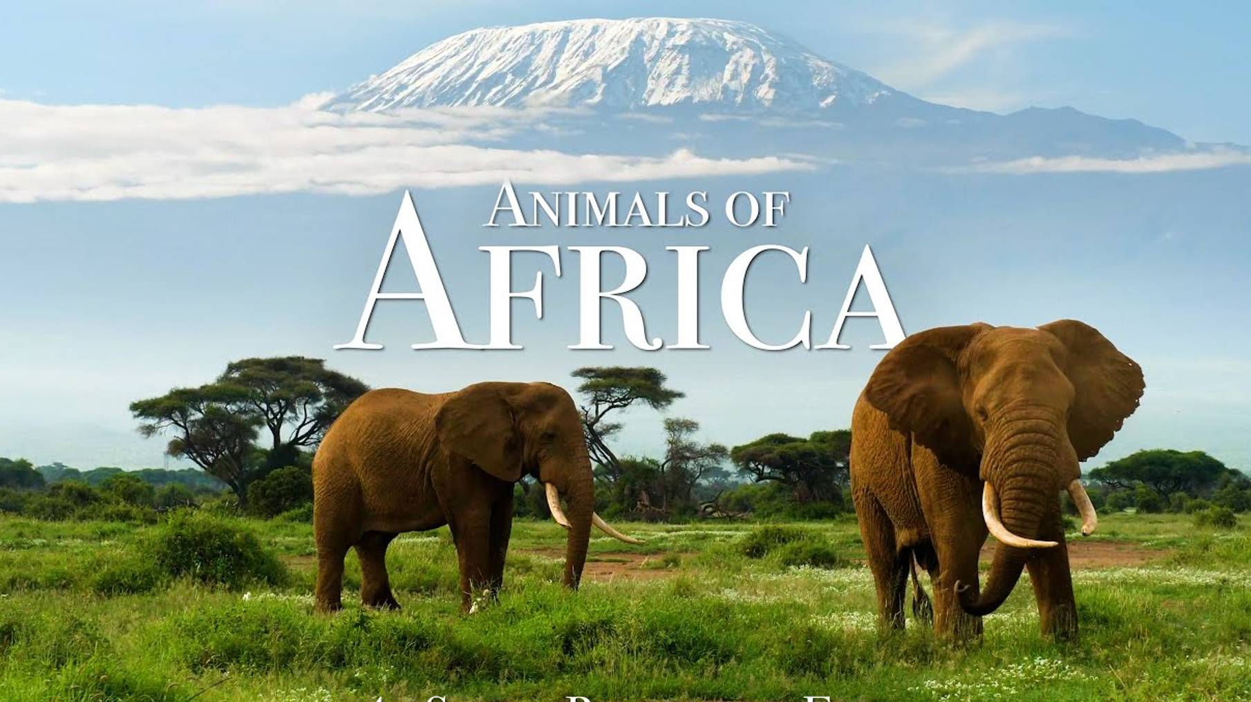 Животный мир Африки - живописный фильм для релаксации с успокаивающей музыкой смотреть онлайн