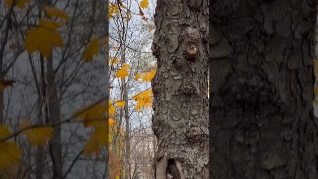 Пушистая Белка смотреть онлайн