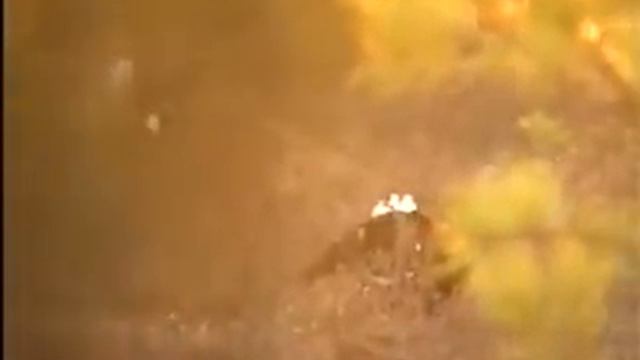 Гари, Lyrurus tetrix.flv смотреть онлайн