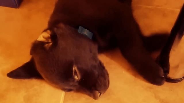 Лабрадору сниться сон