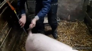 ОСЕМЕНЕНИЕ СВИНЬИ В ДОМАШНИХ УСЛОВИЯХ!?