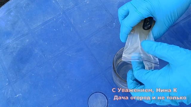 ОПРЫСКАЛА ЭТИМ РОЗВ ВЕСНОЙ! КУСТЫ РОЗ ПЫШНО ЦВЕТУТ И НЕ БОЛЕЮТ! Обработка роз от грибковых болезней смотреть онлайн