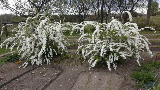 Посадите спирею Грефшейм . Spiraea X Cinerea Grefsheim  .