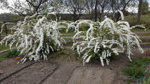 Посадите спирею Грефшейм . Spiraea x cinerea Grefsheim  .