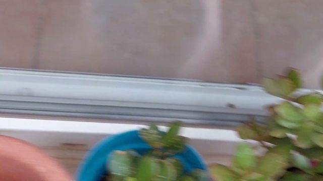 30.12.2021 Сиде.Град Побил Мои Цветы.Японские Мандарины Созрели.Мой Маленький Сад В Турции. смотреть онлайн