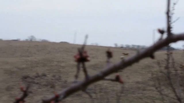Обрезка сада, морские свинки -- не козы, сердитые коровы смотреть онлайн