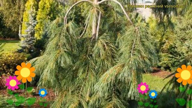 Сосна веймутова Пендула. Краткий обзор, описание характеристик, где купить pinus strobus Pendula смотреть онлайн