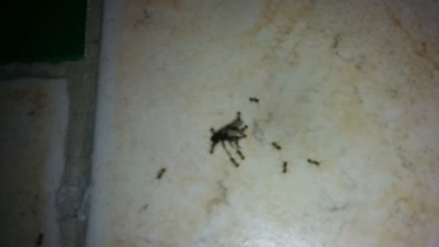 Муравьи несут муху смотреть онлайн