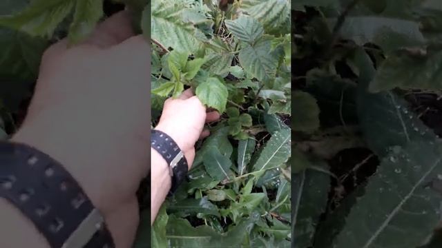 Ремонтантная малина Зюгана смотреть онлайн