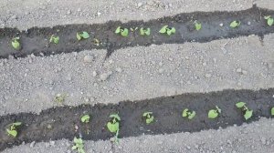 Нужно ли проращивать фасоль перед посевом? Наглядный ответ.