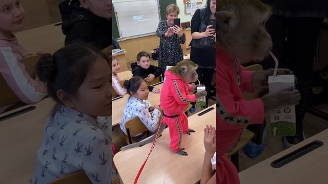 Обезьянки любят сок