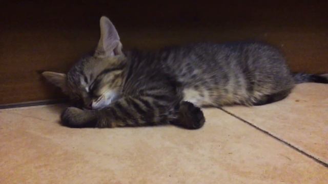 Котята Чаузи F1 Питомник SoulCats🐾