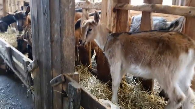 На ферме с козами/// Коз много не бывает смотреть онлайн