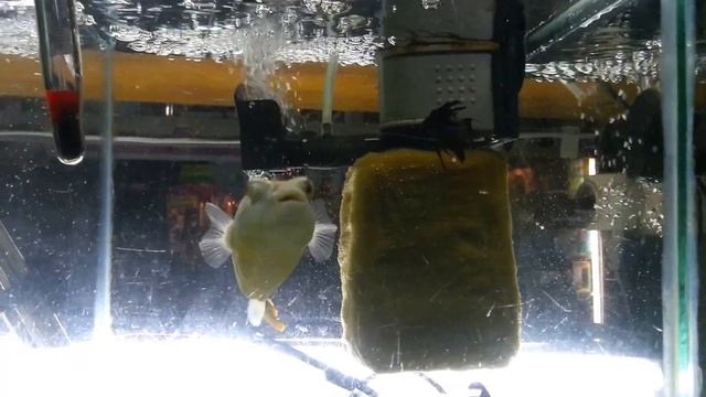 Рыба шар .тетродон. смотреть онлайн