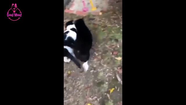 Оболденные приколы животных. Смотри и улыбка гарантирована! смотреть онлайн