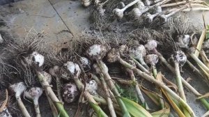 Озимый чеснок: Любаша, Добрыня, или свой старинный сорт. Какой сорт выбрать для посадки?