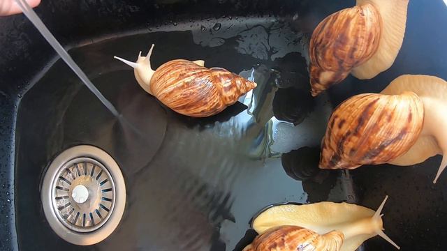 КУПАНИЕ УЛИТОК АХАТИН🐌🐌 смотреть онлайн