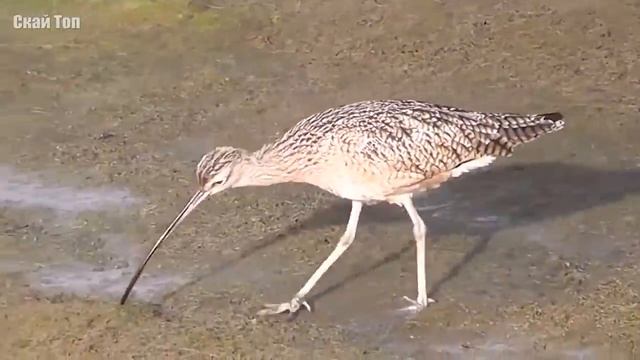 Зачем этой птице такой странный клюв? Самые причудливые клювы у птиц! смотреть онлайн