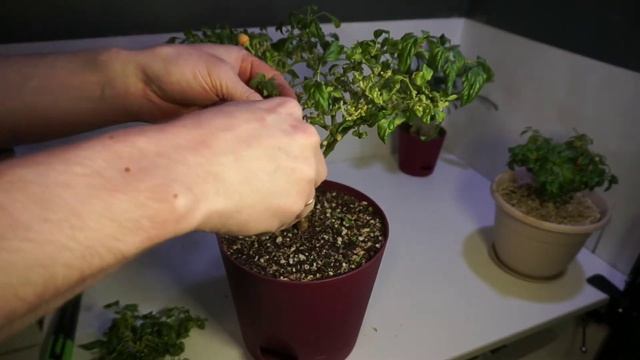 Перец комнатный. Обрезка, формирование кроны. смотреть онлайн