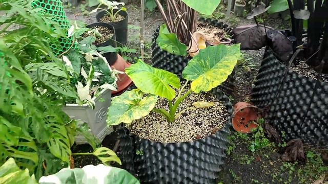 Cùng ngắm 2 em alocasia gageana allbo và alocasia gageana aurea смотреть онлайн