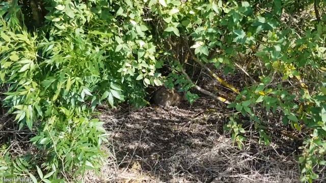 Как я снимаю зайцев на смартфон в дикой природе / Video of me shooting hares on my smartphone! смотреть онлайн