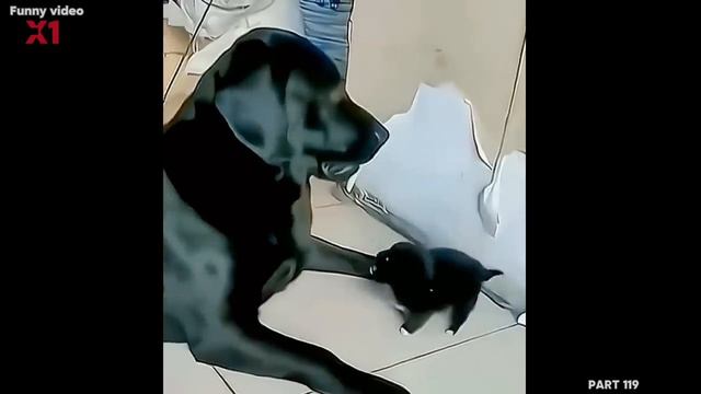 Приколы с животными смотреть онлайн