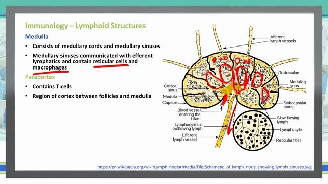 Lymphoid Structures | Immunology | USMLE STEP 1 | Pt 1 смотреть онлайн