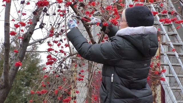 Лечебные свойства и полезные советы