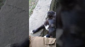 К морю на баджадже. Путешествие на Bajaj boxer 125 в 3000км