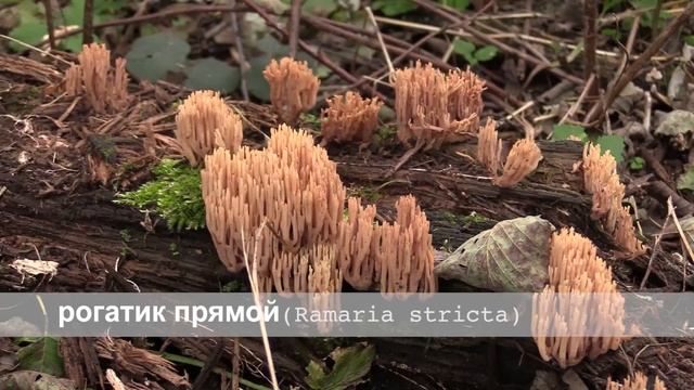 Рогатик прямой смотреть онлайн