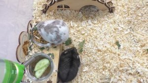 Утро моих Хомяков / Как такое возможно?  / Alisa Easy Pets / Алиса Изи Петс