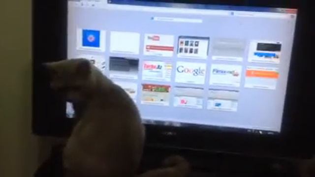 Британский кот тачскринит смотреть онлайн