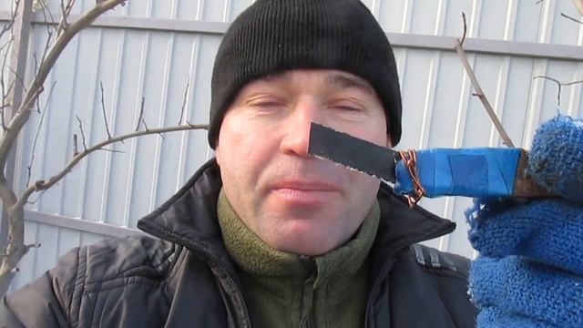 Эксперимент на яблоне. Формировка колонной. Первый урожай. смотреть онлайн