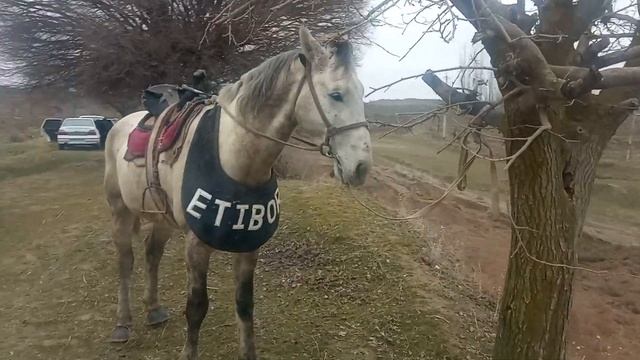SAMARQAND URGUT TOʻRTKOʻL OTLARI...