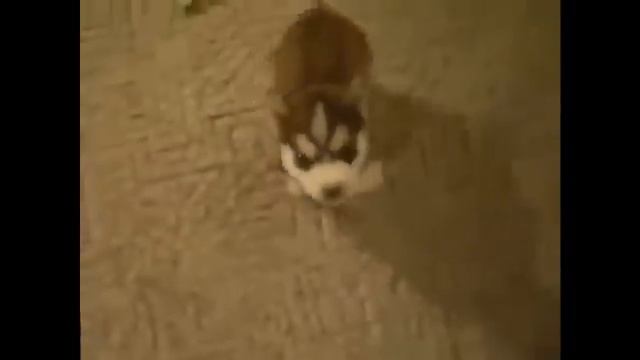 Злой щенок смотреть онлайн