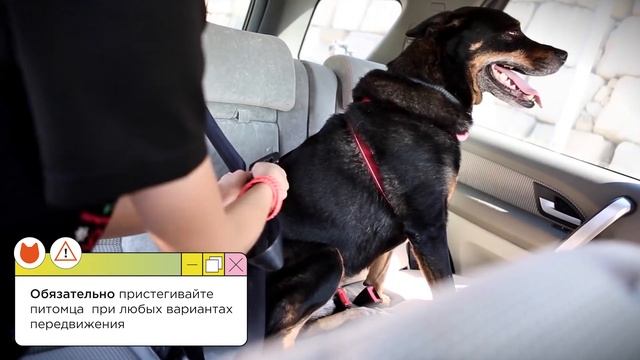 Поездка с собакои в машине без стресса: собаку укачивает что сделать?