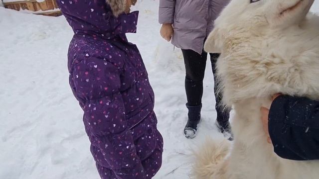 Обнимашки с ЯКУТСКИМИ ЛАЙКАМИ /Сибирский одиссей / Hugs with siberian huskies смотреть онлайн