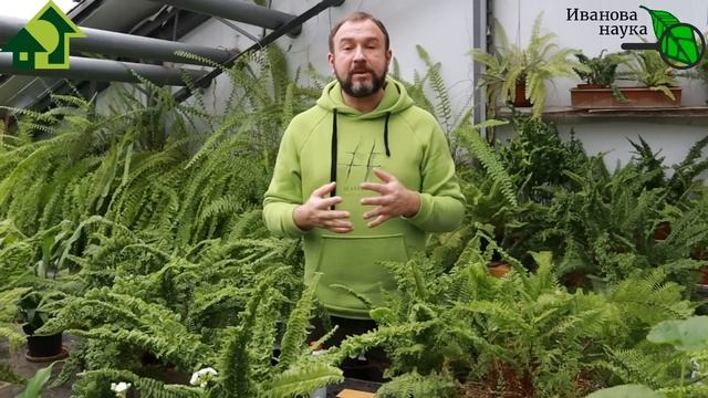 ДАЖЕ СТАРЫЕ ЗАШЕВЕЛЯТСЯ от СТАРТА! Старт-КМЕ: старые, тугие, свежие семена - все на быстрый старт! смотреть онлайн