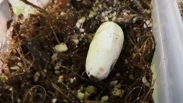 ПЕРВАЯ КЛАДКА МОИХ ЭУБЛЕФАРОВ