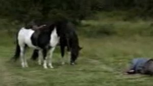 фильм лошадь